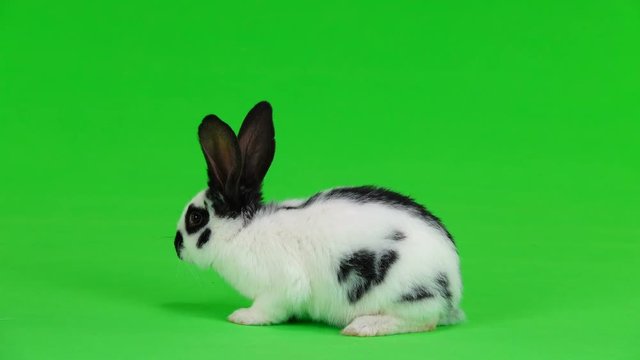 rabbit on green screen