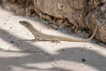 Lézard des murailles (Podarcis muralis)