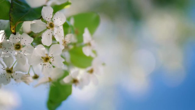 Blossoming tree branches over blue sky background, focus pull to flowering white bloom flowers macro closeup. Spring seson, 4K UHD.