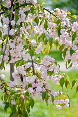 Cherry flowers in bloom