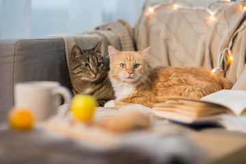 Fototapeta na wymiar two cats lying on sofa at home