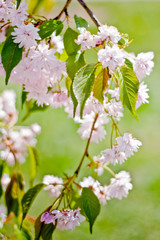 Cherry flowers in bloom
