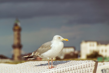 Seagull on beach chair. In the background the skyline of a Baltic Sea city. Concept vacation or travel