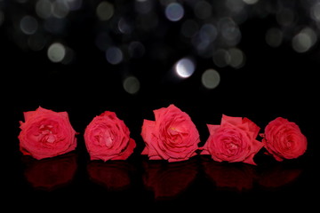 красивая натуральная розовая роза на черном фоне        