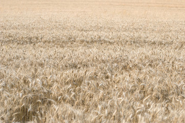 Wheat field 10