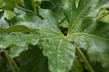 Ile anglo normande Jersey