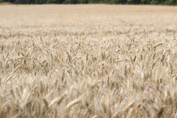 Wheat field 07