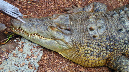 Crocodile in Australia