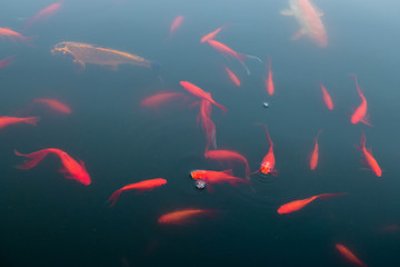 Goldfische und Kois im Teich