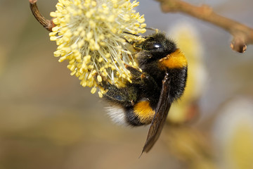 Dunkle Erdhummel