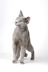 cat breed gree little wool eyes big gait graceful predatory look pet different pose white background isolated 