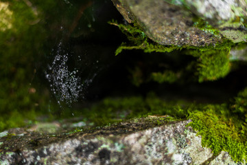 A beautiful view of a typical green forest somewhere in Dolomites, Italy