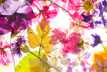 colorful dry flowers