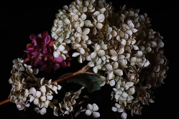 weiße und rosa hortensienblüten auf dunklem hintergrund hautnah © Olga