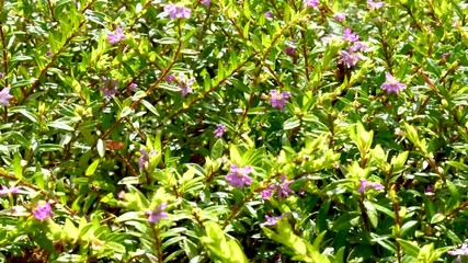 Tropical exotic plants and flowers on Bali island, Indonesia. Daylight, sunny day. Close-up plants, green background.