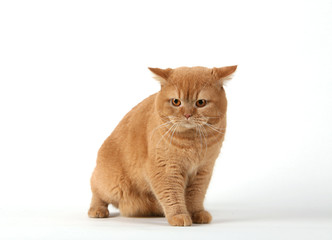 
cat British Shorthair breed  gree little wool eyes big gait graceful predatory look pet different pose white background isolated 

