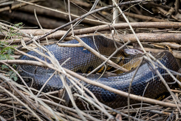 Anaconda in the jungle of Surinam