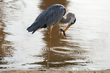 Heron cendré; Ardea cinerea, Grey Heron