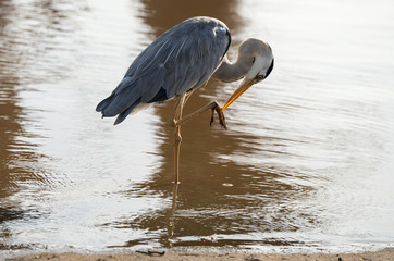 Heron cendré; Ardea cinerea, Grey Heron