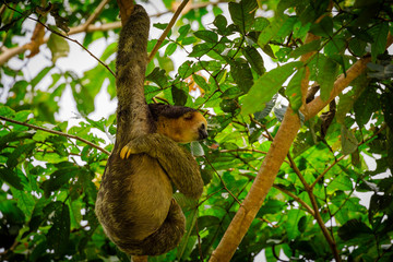 Sloth in the jungle of Surinam © Rene