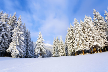 On a frosty beautiful day among high mountains and peaks are magical trees covered with white fluffy snow against the magical winter landscape. Fantastic winter scenery.