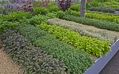 Large selections of herbs growing in a country garden