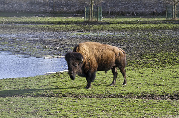 Rosegg Wildpark: American bison