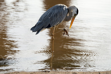 Heron cendré; Ardea cinerea, Grey Heron