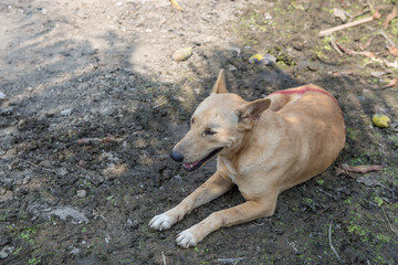 Thai dog  in the garden