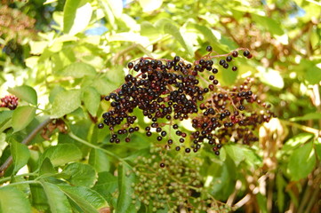 Sambucus