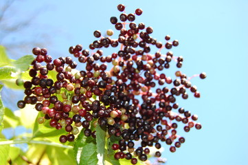 Sambucus