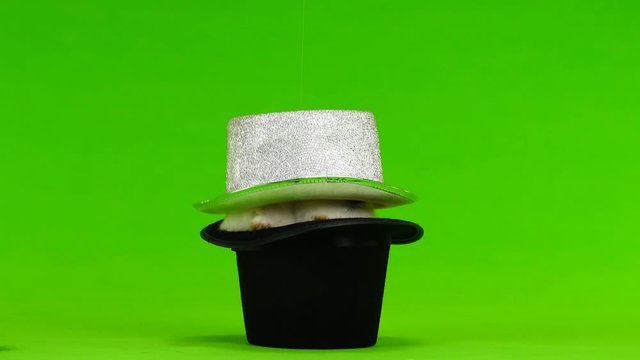 two rabbit hip-hats on a green  screen