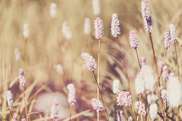 Beautiful purple flowers in a mountain area in the green grass on a summer day