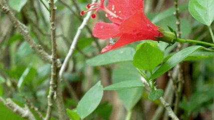 Tropical exotic plants and flowers on Bali island, Indonesia. Daylight, sunny day. Close-up plants, green background.