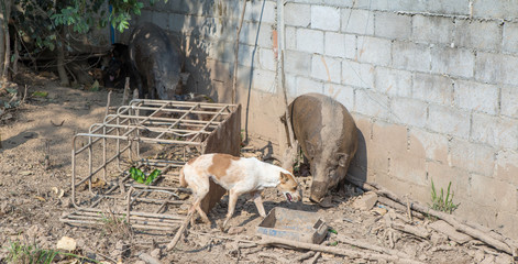 Thai dog  in the garden