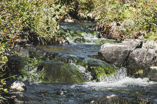 Mountain stream in the forest. Fast river with green plants on the shore.