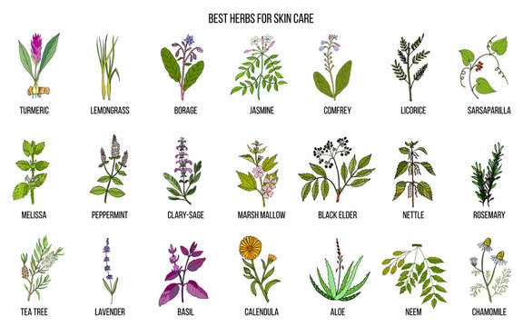 Collection of best herbs for skin care