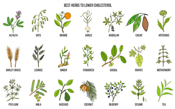 Collection of best herbs for lower cholesterol