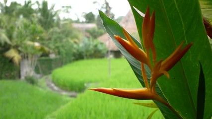 Strelitzia, Bird of Paradise Flower (Crane Flowers, Orange Asian Flower) Heliconia ( Heliconia aurantiaca ) exotic tropical flowers and close relative of the Banana Family with Blank Space