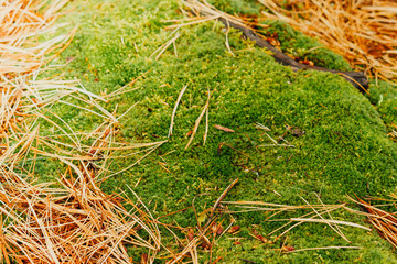 Green moss on stone in a summer forest