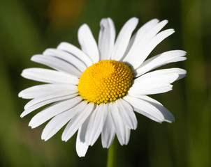 Fototapeta premium White oxeye daisy