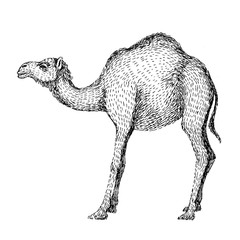 Camel. Hand drawn vector illustration. Can be used separately from your design. Line art style of drawing, hand made with ink pen. Black and white image.