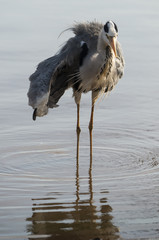 Heron cendré; Ardea cinerea, Grey Heron