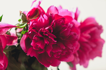Opened red peony bud