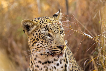 Close up of an African Leopard hiding in long grass 