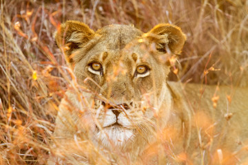 Close up of a female African Lion hiding in the long grass
