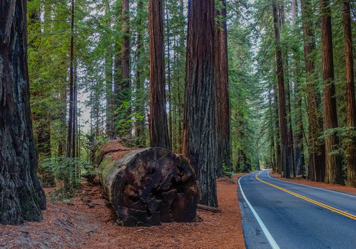 Road of giant redwoods