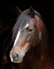 Head Shot of a Bay Stallion