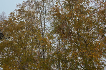 View at birch trees stems during autumn time