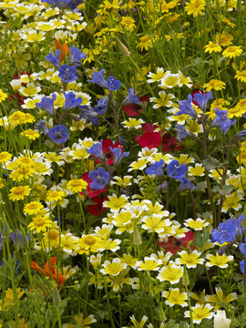Colourful and mixed planting in a flower meadow